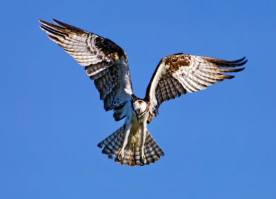 Osprey, Bodega Bay, CA