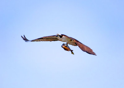 Osprey, Bodega Bay, CA