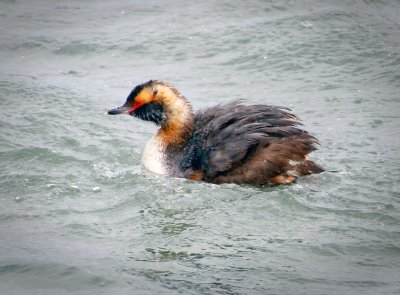 Horned Grebe, Bodega Bay, CA