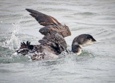 Common Loon, Bodega Bay, CA