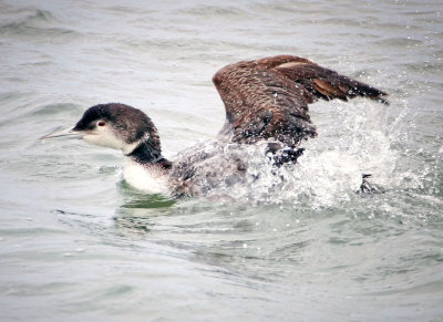 Common Loon, Bodega Bay, CA