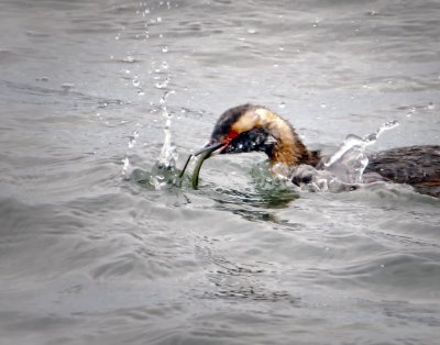 Horned Grebe, Bodega Bay, CA