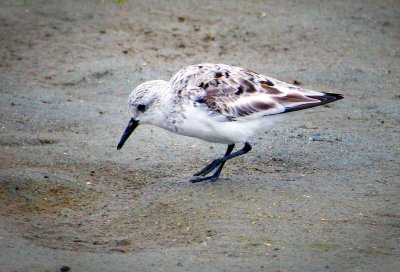 Sanderling, Bodega Bay, CA
