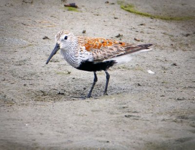 Dunlin, Bodega Bay, CA
