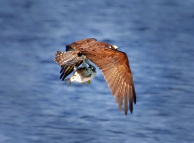 Osprey, Bodega Bay, CA