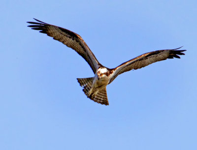 Osprey, Bodega Bay, CA
