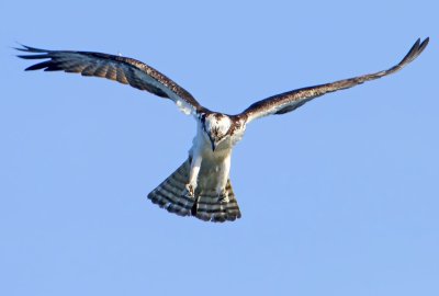 Osprey, Bodega Bay, CA