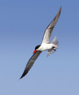 Forster's Tern, Bodega Bay, CA