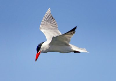 Forster's Tern, Bodega Bay, CA