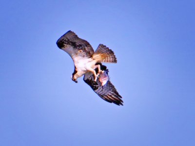 Osprey, Bodega Bay, CA