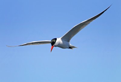 Forster's Tern, Bodega Bay, CA