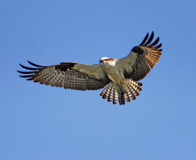 Osprey, Bodega Bay, CA