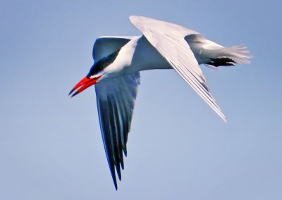 Forster's Tern, Bodega Bay, CA