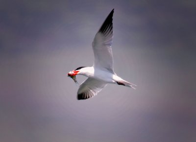 Forster's Tern, Bodega Bay, CA