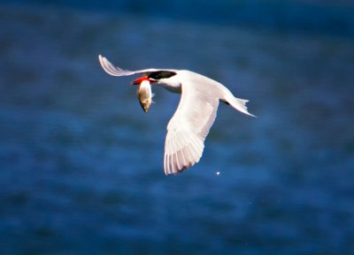 Forster's Tern, Bodega Bay, CA