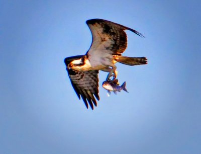 Osprey, Bodega Bay, CA