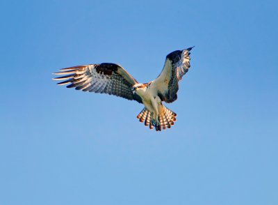 Osprey, Bodega Bay, CA