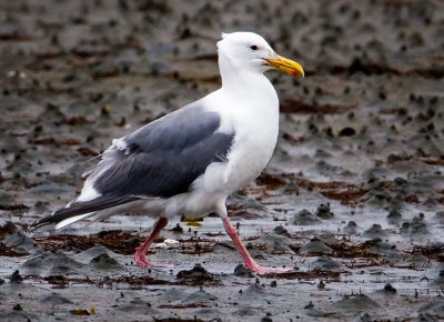 Western Gull