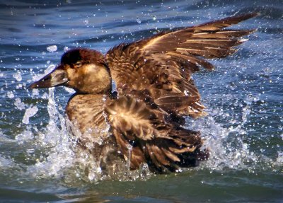 Surf Scoter, Bodega Bay, CA