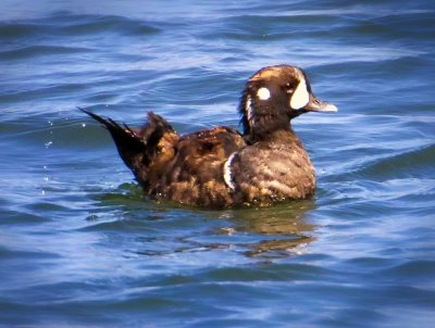 Harlequin Duck, Bodeg Bay, CA