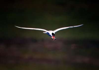 Forster's Tern, Bodega Bay, CA