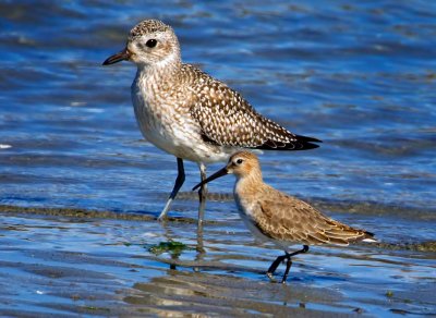 Dunlin and Black-bellied Plover, Bodega Bay, CA