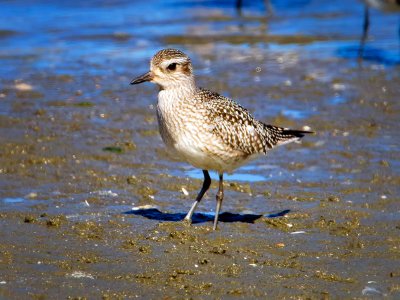 Black-Bellied Plover, Bodega Bay, CA