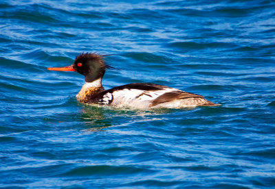 Red-breasted Merganser, Bodega Bay, CA