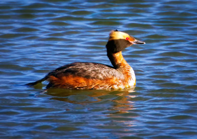Horned Grebe, Bodega Bay, CA
