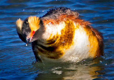 Horned Grebe, Bodega Bay, CA