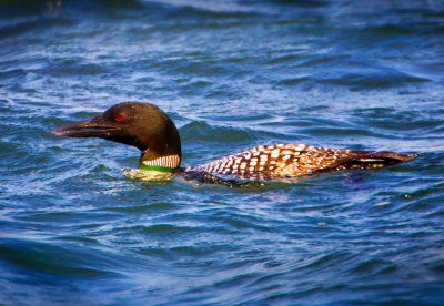 Common Loon, Bodega Bay, CA
