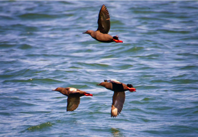 Pigeon Guillemots, Bodega Bay, CA