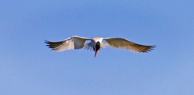 Forster's Tern, Bodega Bay, CA