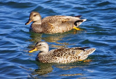 Gadwalls, Bodega Bay, CA
