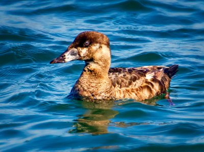 Black Scoter, Bodega Bay, CA
