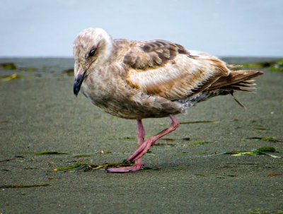 Western Gull