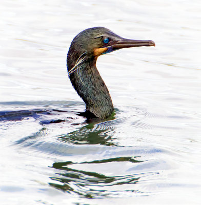 Cormorants