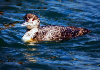 Common Loon, Bodega Bay, CA