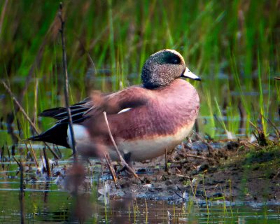 Wigeon