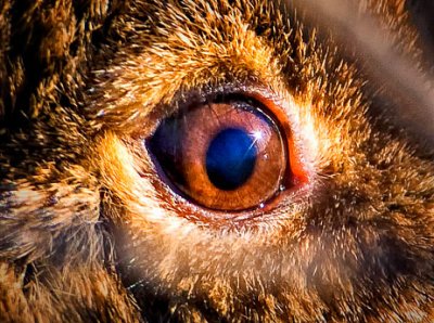 Eye of Rabbit, Sacramento Wildlife Refuge