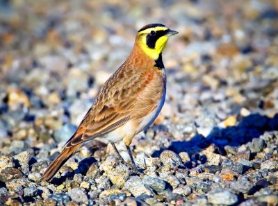 Larks