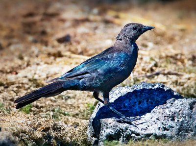 Brown-headed Cowbird