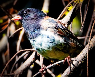 Dark-eyed Junco, Lassen Nat'l Park, CA