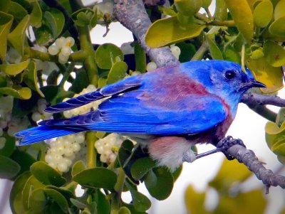 Western Bluebird, Solano Lake, CA