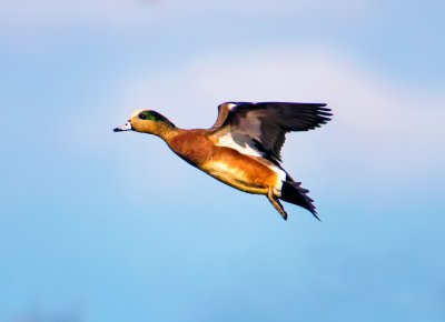 Wigeon