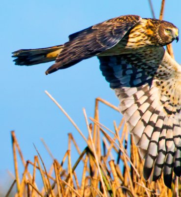 Northern Harrier, Sacramento Wildlife Refuge, CA
