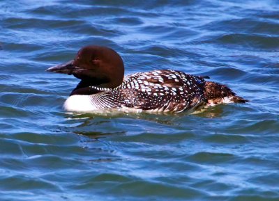 Common Loon, Bodega Bay, CA