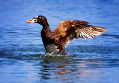 Surf Scoter, Bodega Bay, CA