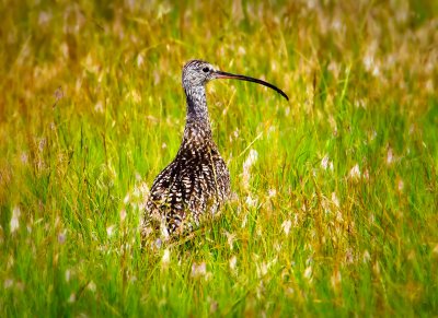 Long-billed Curlew, Malheur Nat'l Wildlife Refuge, ORE