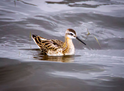 Wilson's Phalarope, Malheur Nat'l Wildlife Refuge, ORE